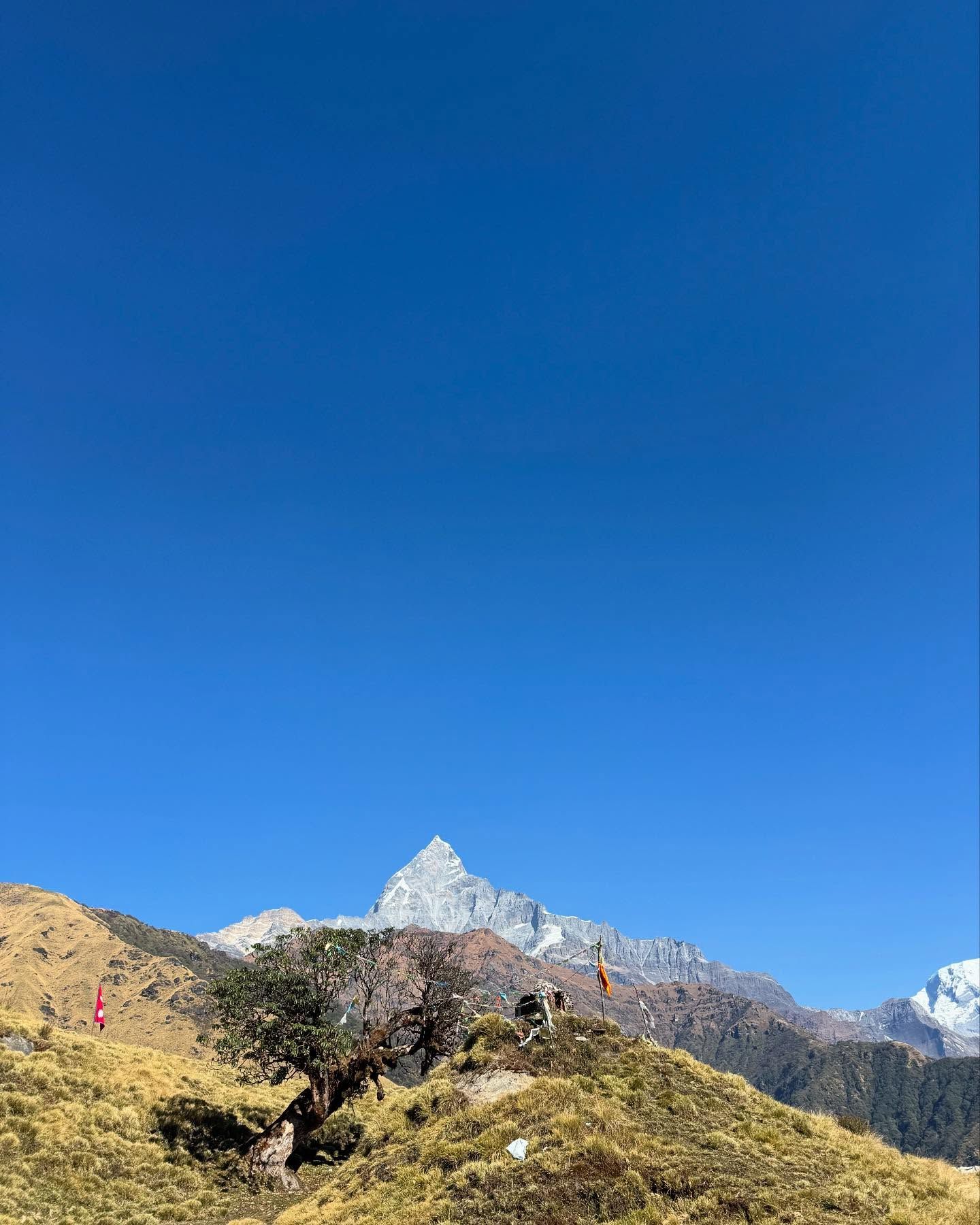 The pointed summit of Machhapuchhre beyond a grassy ridge with a lone tree, under a deep blue sky.